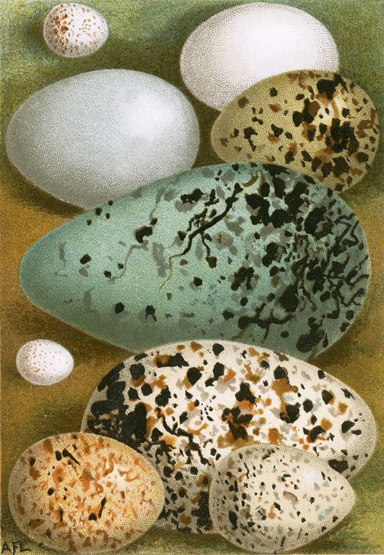 Huevos de English School