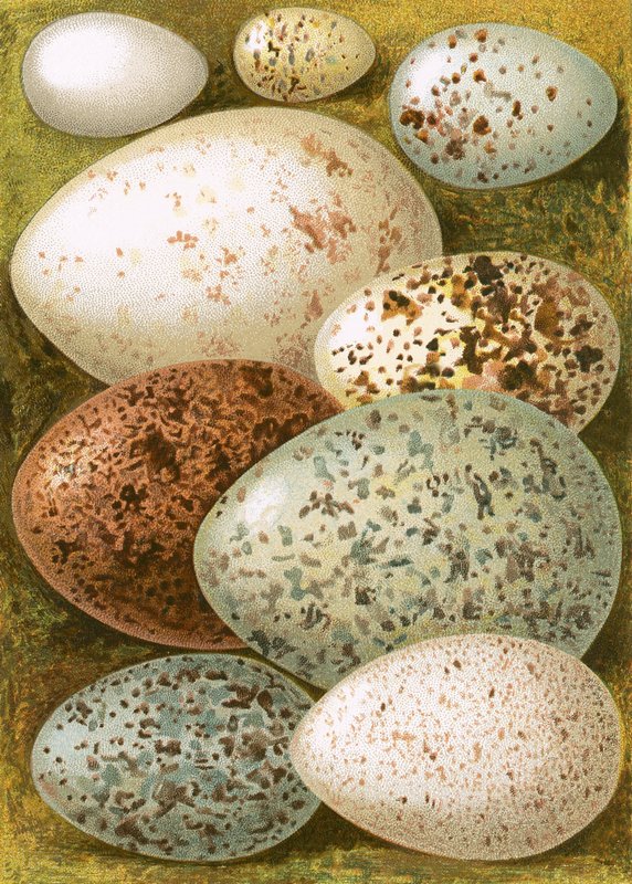 Huevos de English School