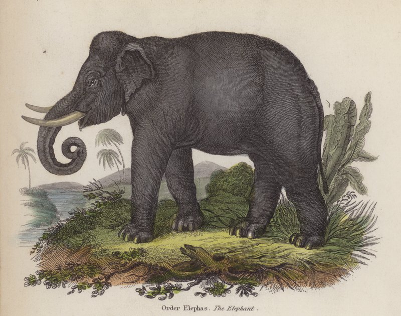 Elefante (grabado en color) de English School