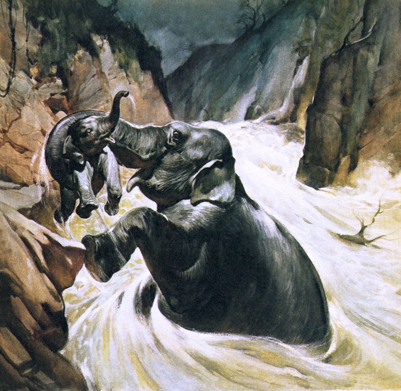 Elefante salvando a su cría de English School