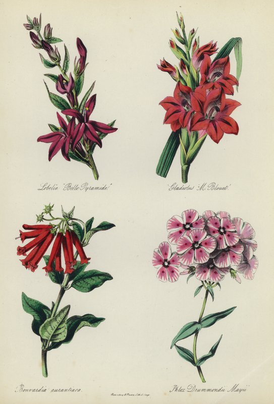 Jardín de flores inglés: Lobelia "Belle Pyramide", Gladiolus "M Blouet", Bouvardia aurantiaca, Phlox Drummondii Mayii de English School