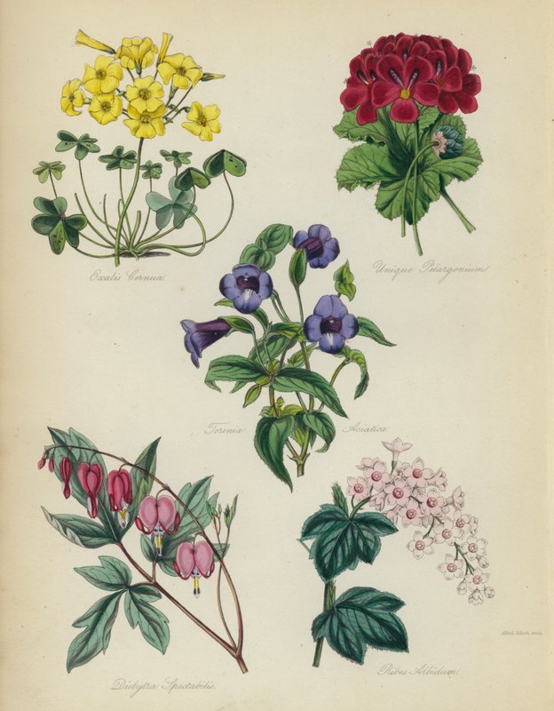 Jardín de flores inglés: Oxalis Cernua, Pelargonium Único, Torenia Asiatica, Dielytra Spectabilis, Ribes Albidum de English School