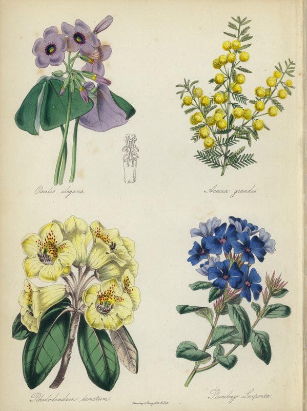 Jardín de flores inglés: Oxalis elegans, Acacia grandis, Rhododendron lanatum, Plumbago Larpentae (litografía en color) de English School