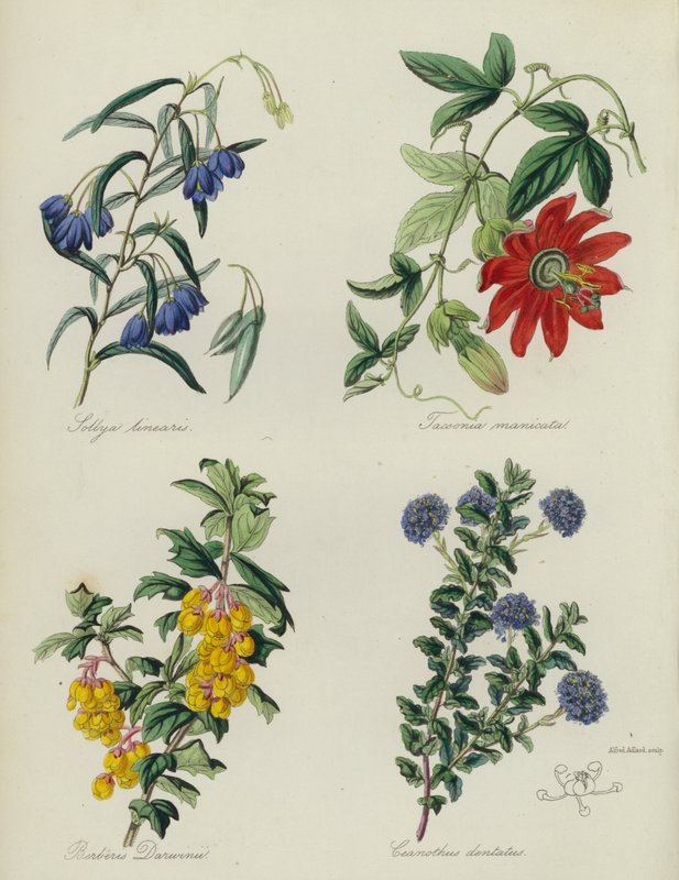 Jardín de flores inglés: Sollya linearis, Tacsonia manicata, Berberis Darwinii, Ceanothus dentatus (litografía en color) de English School