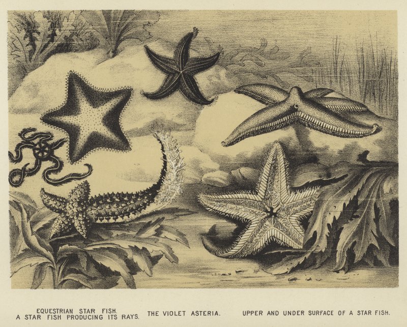 Estrella de mar ecuestre, una estrella de mar produciendo sus rayos, la Asteria violeta, superficie superior e inferior de una estrella de mar de English School