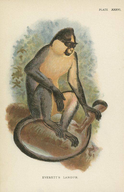 El langur de Everett de English School