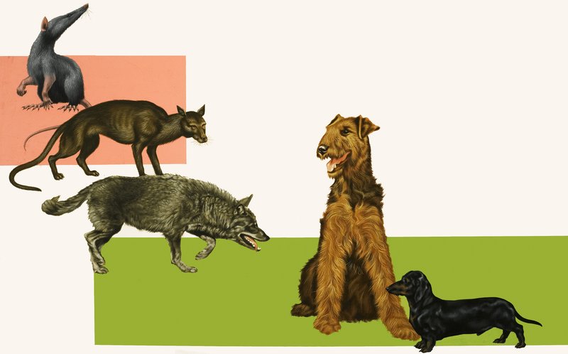Evolución del perro de English School