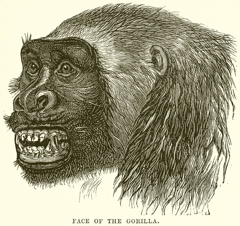 Cara del Gorila de English School