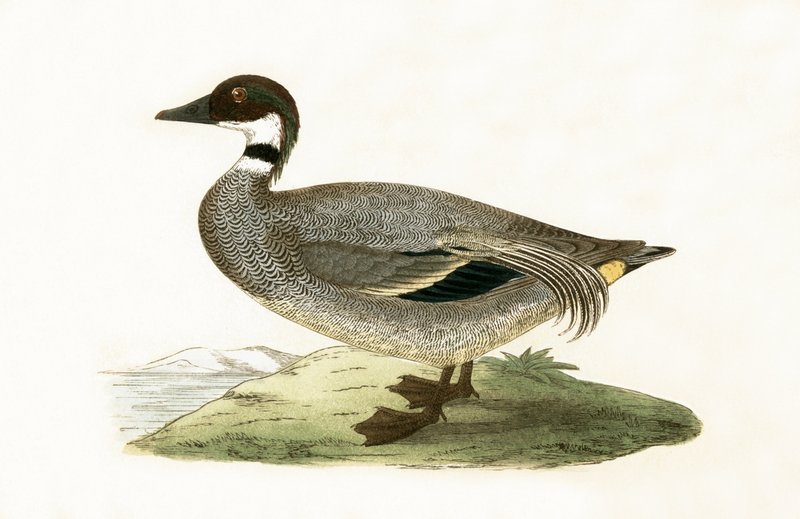 Cerceta Falcada, ilustración de 