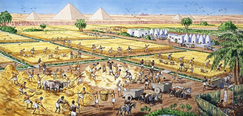 Agricultura en Egipto de English School
