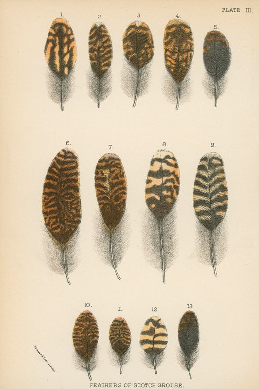 Plumas de urogallo escocés de English School