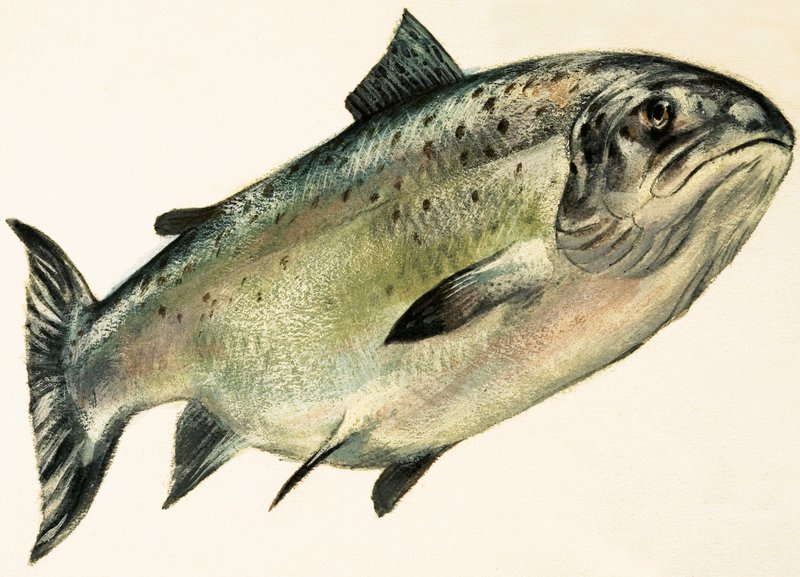 Salmón hembra de English School