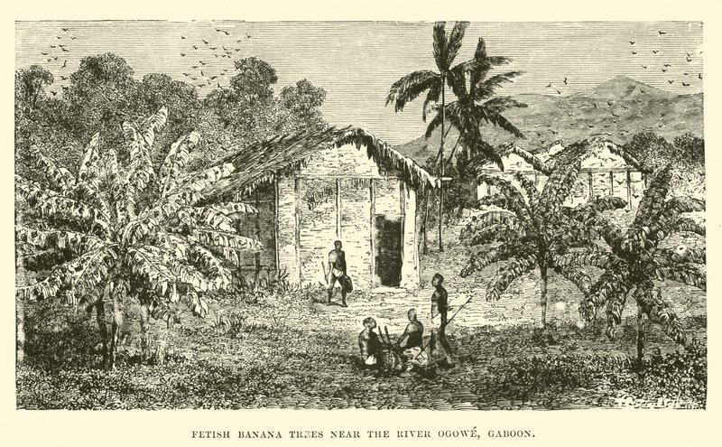 Árboles de plátano fetiche cerca del río Ogowe, Gabón de English School