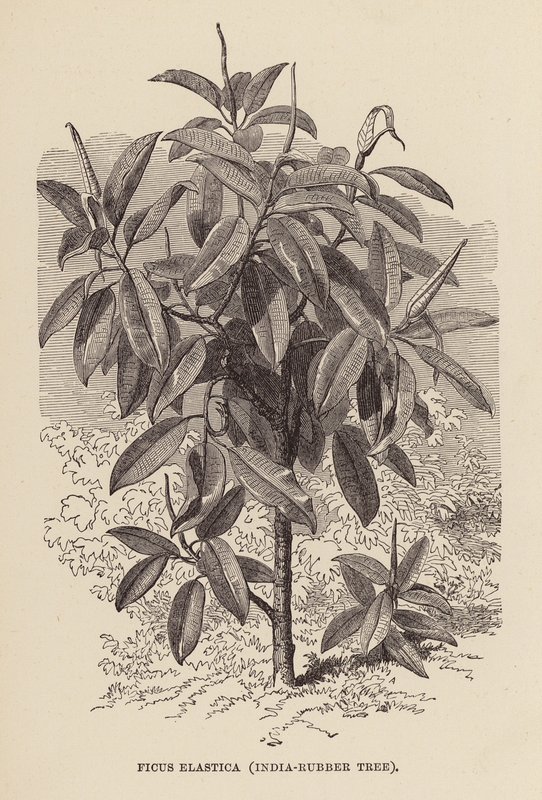 Ficus elastica, árbol de caucho de la India (grabado) de English School