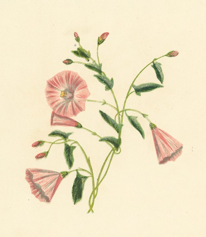 Convolvulus de campo, Convolvulus Arvensis (litografía en color) de English School