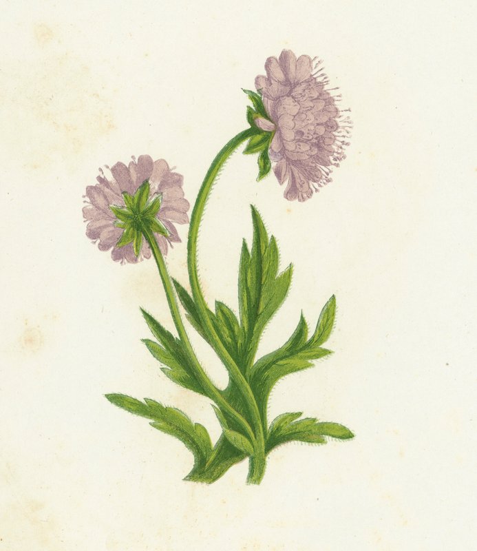 Knautia de campo, Knautia Arvensis de English School