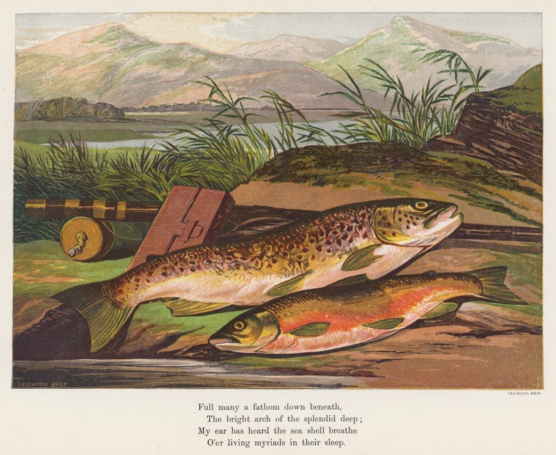 Pescado (litografía en color) de English School
