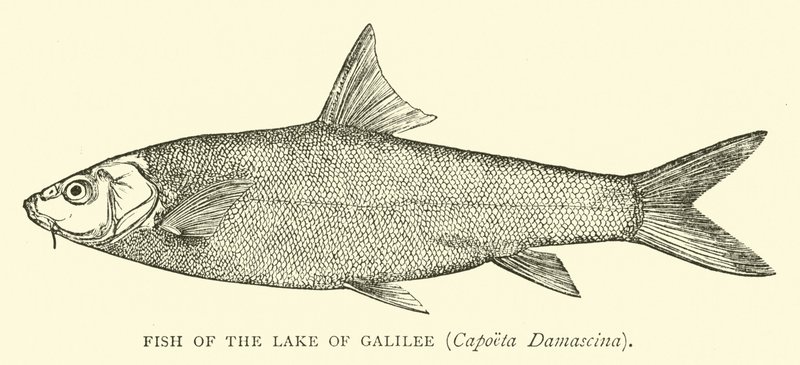 Pez del Lago de Galilea, Capoeta Damascina de English School