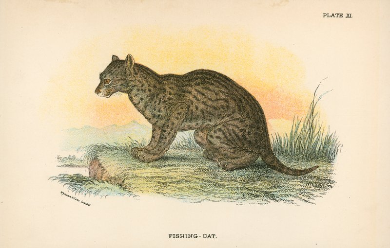 Gato pescador de English School