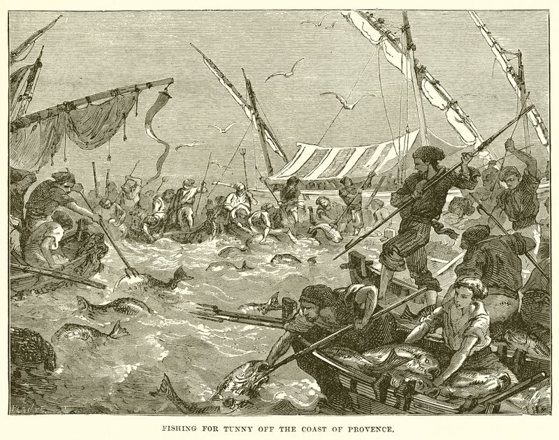 Pesca de atún en la costa de Provenza de English School