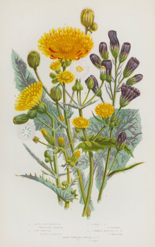 Plantas con flores de Gran Bretaña: Achicoria azul, Achicoria, Achicoria de maíz, Achicoria anual común, Achicoria anual de borde afilado de English School