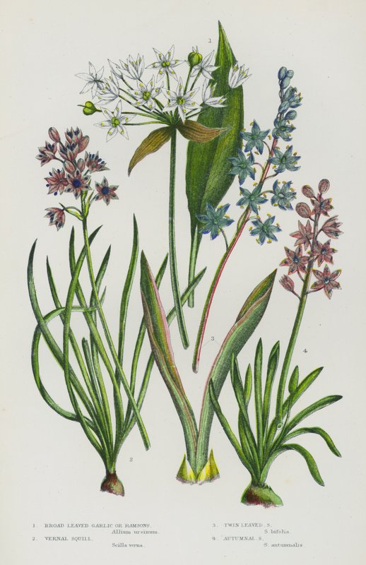 Plantas con Flores de Gran Bretaña: Ajo de Hojas Anchas o Ramsons, Escila de Primavera, Escila de Hojas Gemelas, Escila de Otoño de English School