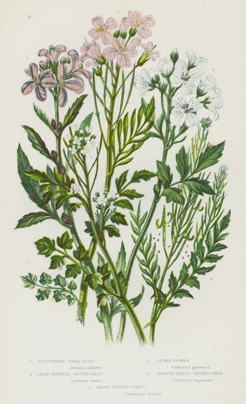 Plantas con flores de Gran Bretaña: Coral-Root bulbífera, Berro amargo de flores grandes, Flor de cuco, Berro amargo de hojas estrechas, Berro amargo peludo de English School