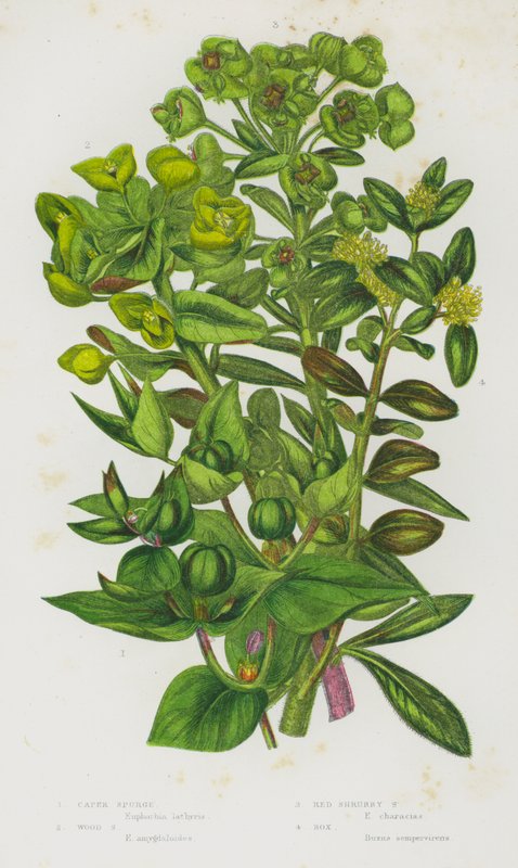 Blühende Pflanzen Großbritanniens: Wolfsmilch, Wald-Wolfsmilch, Rote Strauch-Wolfsmilch, Buchsbaum von English School