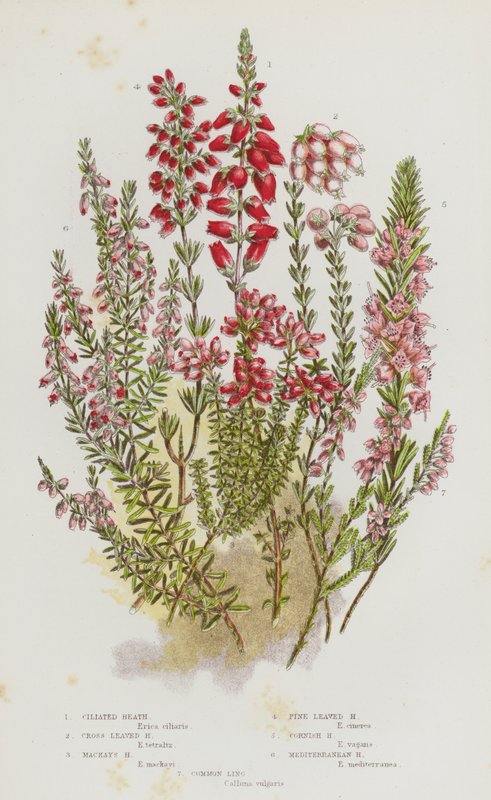 Plantas con flores de Gran Bretaña: Ciliated Heath, Cross Leaved Heath, Mackay