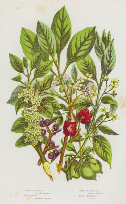 Plantas con flores de Gran Bretaña: Nuez de la vejiga común, Árbol del huso, Espino cerval común, Espino aliso (litografía en color) de English School