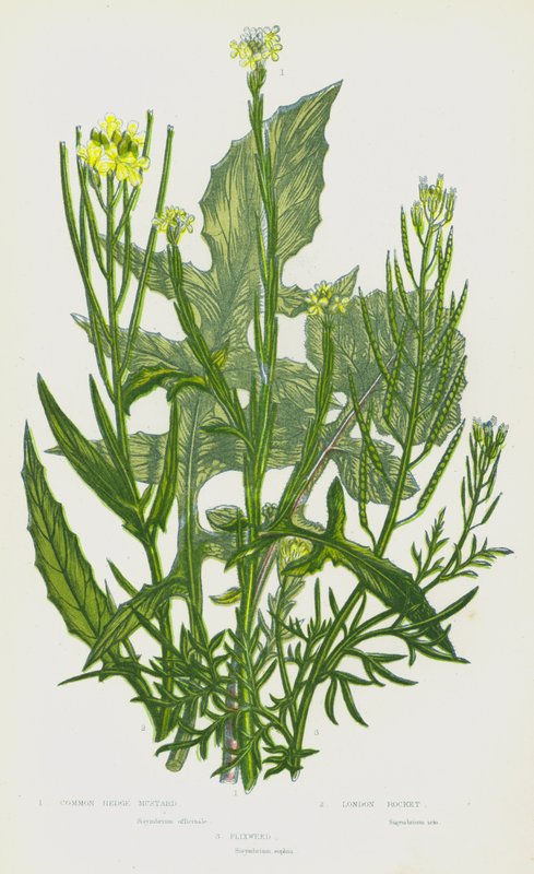 Plantas con flores de Gran Bretaña: Common Hedge Mustard, London Rocket, Flixweed (litografía en color) de English School