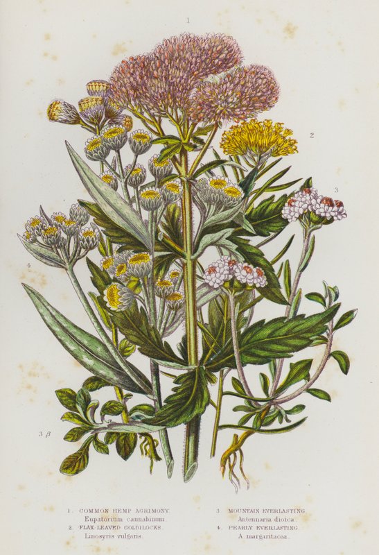 Plantas con flores de Gran Bretaña: Agrimonia común, Goldilocks de hoja de lino, Siempreviva de montaña, Siempreviva perlada (litografía en color) de English School