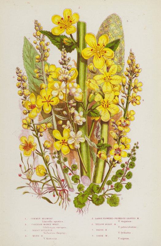 Plantas con flores de Gran Bretaña: Hierba de lodo común, Hierba de dinero de Cornualles, Gran verbasco, Hierba de lodo de polilla, Hierba de lodo de hojas de prímula de flores grandes, Hierba de lodo amarilla, Hierba de lodo blanca, Hierba de lodo oscura de English School