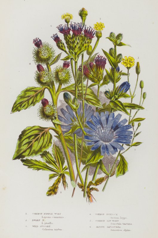 Plantas con flores de Gran Bretaña: Hierba de pezón común, Hierba de pezón enana, Achicoria silvestre, Bardana común, Hierba de sierra común, Saussurea alpina de English School
