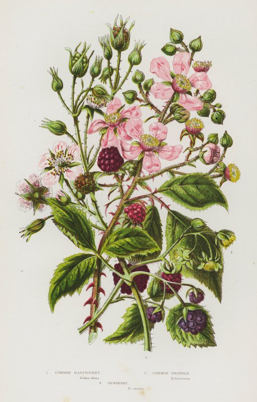 Plantas con flores de Gran Bretaña: Common Raspberry, Common Bramble, Dewberry (litografía en color) de English School