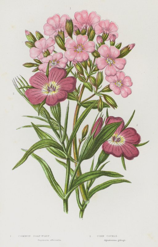 Plantas con flores de Gran Bretaña: Soap Wort, Corn Cockle (litografía en color) de English School