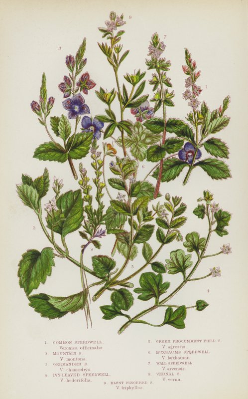 Plantas con flores de Gran Bretaña: Verónica común, Verónica de montaña, Verónica de germander, Verónica de hojas de hiedra, Verónica de campo procumbente verde, Verónica de Buxbaum, Verónica de pared, Verónica vernal, Verónica de dedos romos de English School