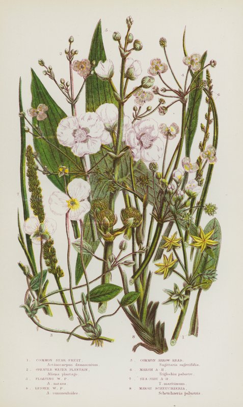 Plantas con flores de Gran Bretaña: Fruta estrella común, Plantago de agua mayor, Plantago de agua flotante, Plantago de agua menor, Cabeza de flecha común, Cabeza de flecha de pantano, Cabeza de flecha de lado del mar, Scheuchzeria de pantano de English School