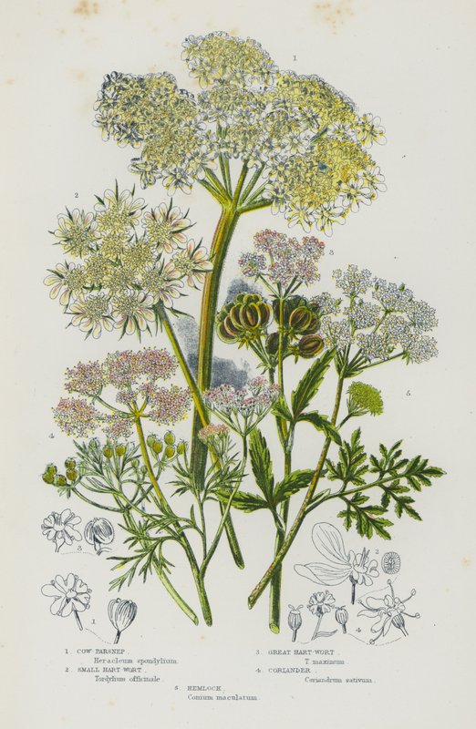 Plantas con flores de Gran Bretaña: Perejil de vaca, Pequeño hart-wort, Gran hart-wort, Cilantro, Cicuta (litografía en color) de English School