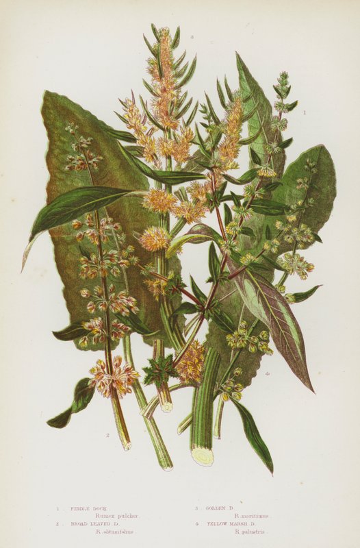 Plantas con flores de Gran Bretaña: Acedera de violín, Acedera de hoja ancha, Acedera dorada, Acedera de pantano amarilla de English School