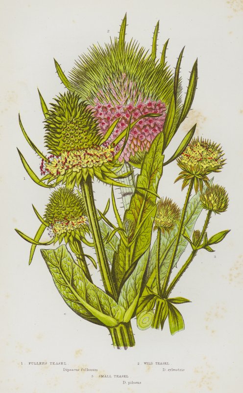 Plantas con Flores de Gran Bretaña: Cardo de Batanero, Cardo Silvestre, Cardo Pequeño de English School