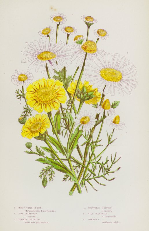 Plantas con Flores de Gran Bretaña: Gran Ojo Blanco, Caléndula de Maíz, Matricaria Común, Manzanilla Inodora, Manzanilla Silvestre, Manzanilla Común de English School