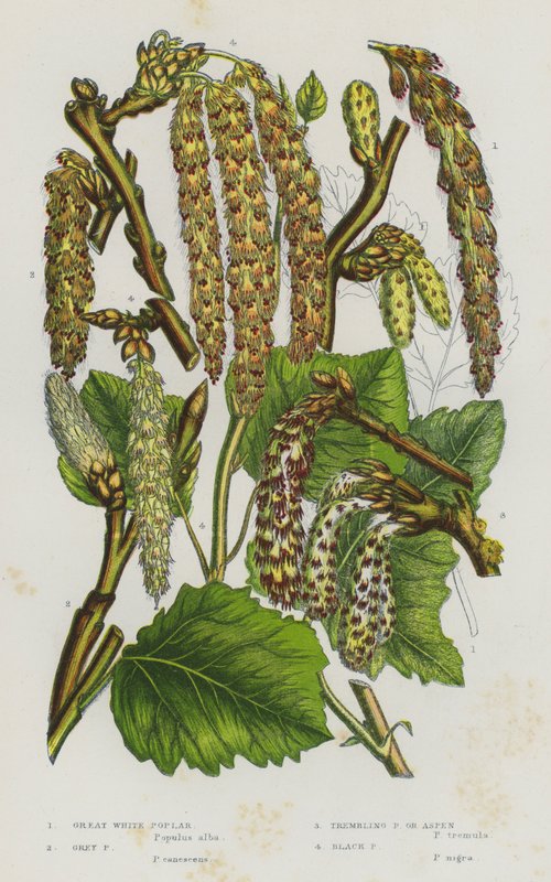 Plantas con flores de Gran Bretaña: Álamo blanco grande, Álamo gris, Álamo temblón o álamo temblón, Álamo negro de English School