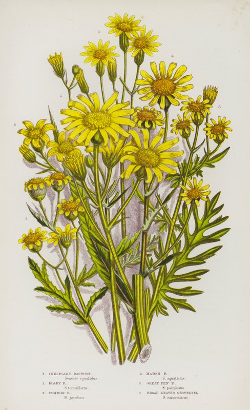 Plantas con Flores de Gran Bretaña: Hierba de Santiago Inelegante, Hierba de Santiago Canosa, Hierba de Santiago Común, Hierba de Santiago de Pantano, Gran Hierba de Santiago de Pantano, Hierba de Santiago de Hojas Anchas de English School