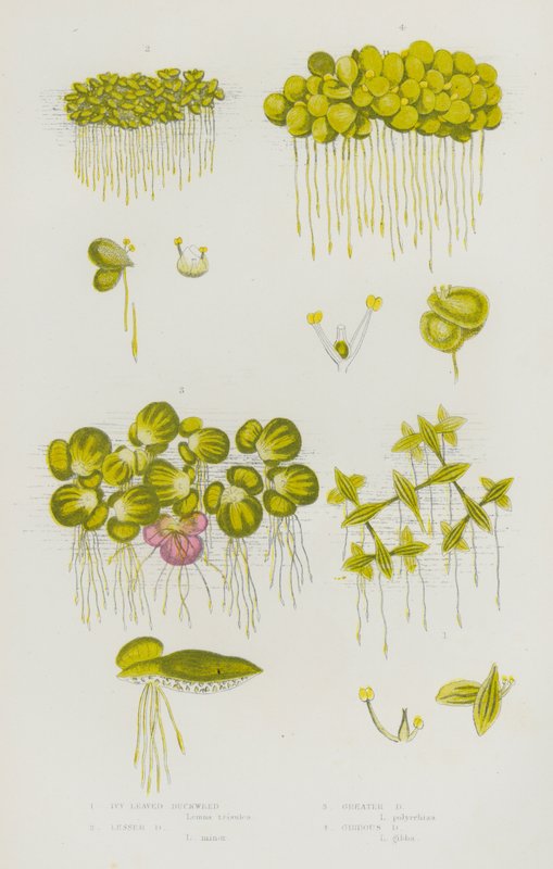 Plantas con Flores de Gran Bretaña: Lenteja de Agua de Hoja de Hiedra, Lenteja de Agua Menor, Lenteja de Agua Mayor, Lenteja de Agua Gibosa (litografía en color) de English School