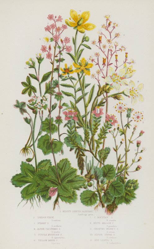 Plantas con Flores de Gran Bretaña: Saxífraga en Forma de Riñón, Orgullo de Londres, Saxífraga Estrellada, Saxífraga Alpina Aglomerada, Saxífraga de Montaña Púrpura, Saxífraga de Pantano Amarilla, Saxífraga de Montaña Amarilla, Saxífraga de Prado Blanca, S de English School