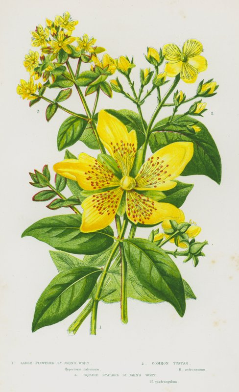 Plantas con flores de Gran Bretaña: Hipérico de flores grandes, Hipérico común, Hipérico de tallo cuadrado de English School