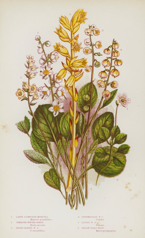 Plantas con flores de Gran Bretaña: Moneses de flor grande, Winter-Green serrado, Winter-Green de hoja redonda, Winter-Green intermedio, Winter-Green menor, Nido de pájaro amarillo (litografía en color) de English School