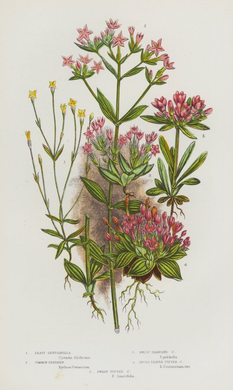 Plantas con flores de Gran Bretaña: Gentianella menor, Centaura común, Centaura ramificada enana, Centaura de hoja ancha, Centaura enana (litografía en color) de English School