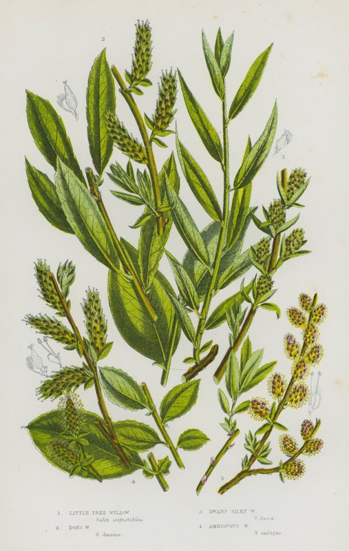 Plantas con flores de Gran Bretaña: Sauce arbóreo pequeño, Sauce de Don, Sauce sedoso enano, Sauce ambiguo (litografía en color) de English School